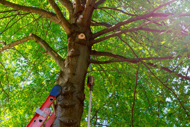 Best Tree Removal  in Mansfield, MO